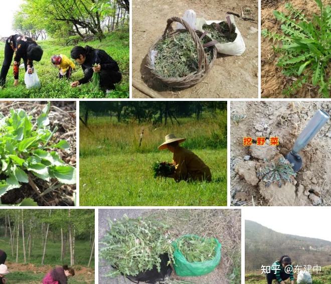 挖野菜的作文100字|「作文网」的简单介绍